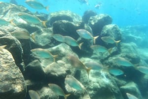 Snorkeing in tenerife sur: Discovering the underwater world