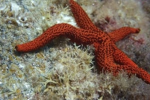 Snorkeling from Boat