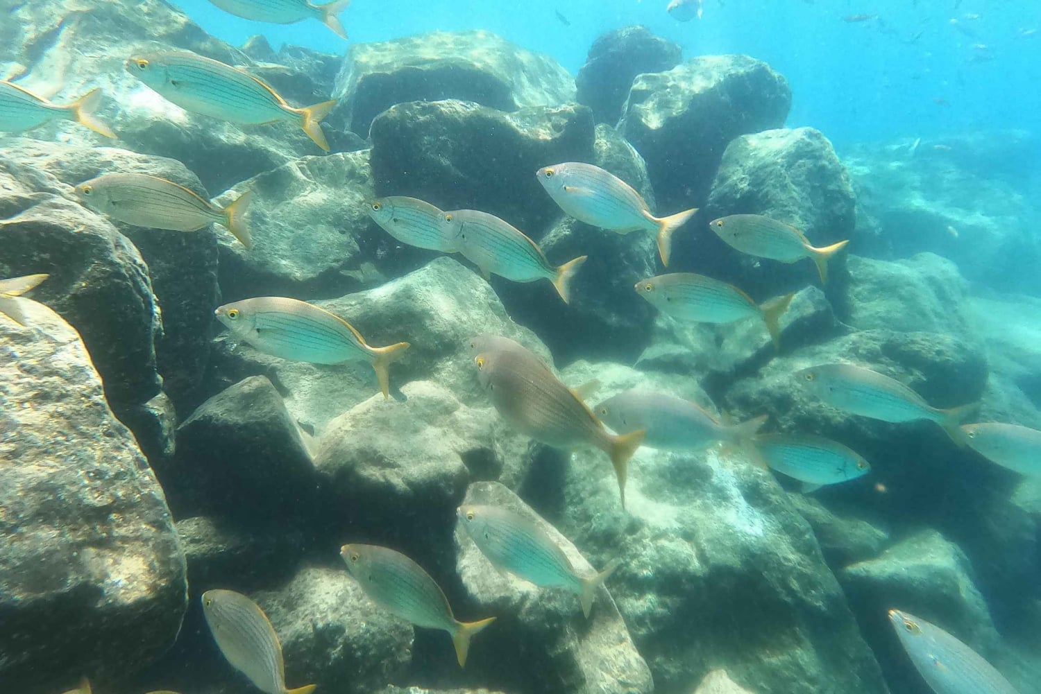 Plongée en apnée à Ténérife Sud : Découvrez le monde sous-marin