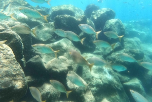 Plongée en apnée à Ténérife Sud : Découvrez le monde sous-marin