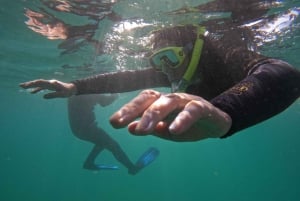 Plongée en apnée à Ténérife Sud : Découvrez le monde sous-marin