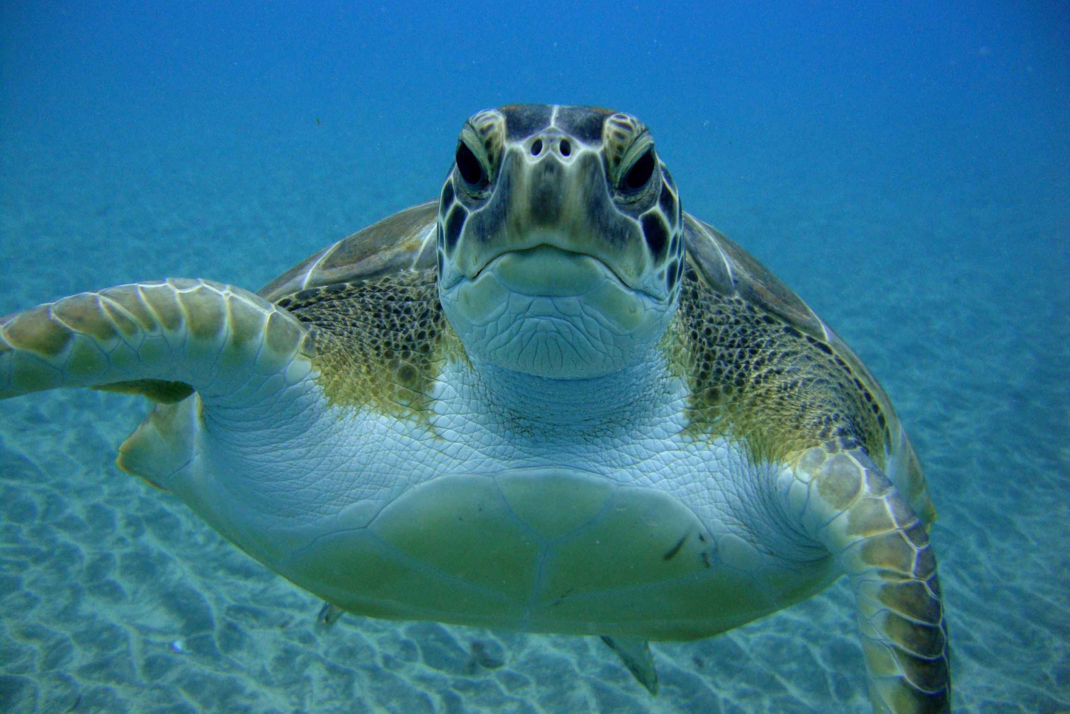  Snorkeling Trip with Turtles