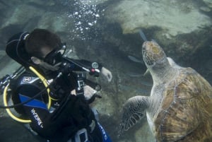 South Tenerife: Beginners Scuba Diving Experience