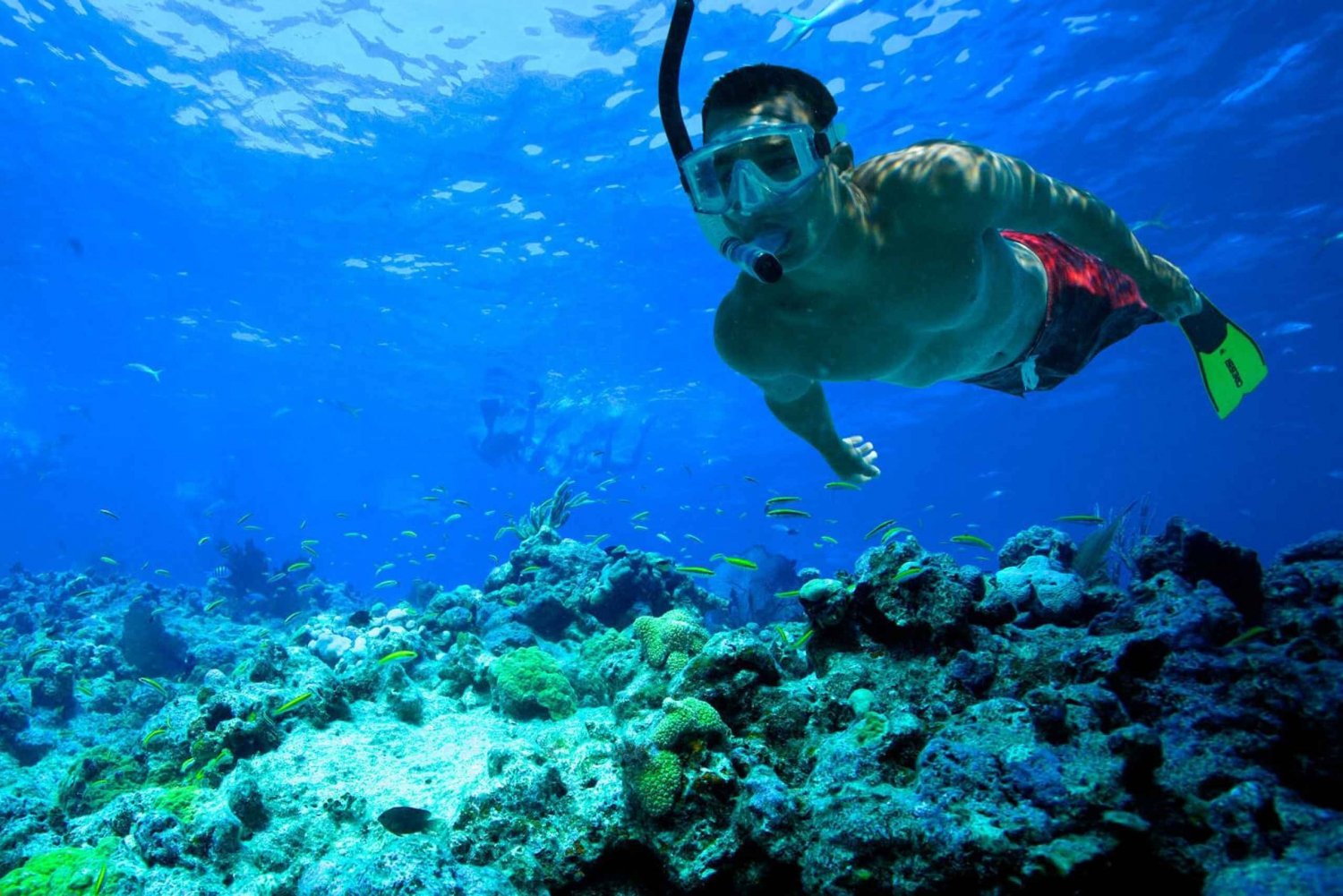 South Tenerife: Guided Snorkeling