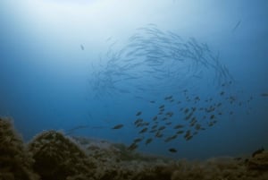 Tenerife Sur: Snorkel guiado