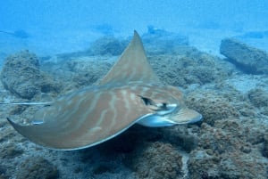 Tenerife Sur: Snorkel guiado