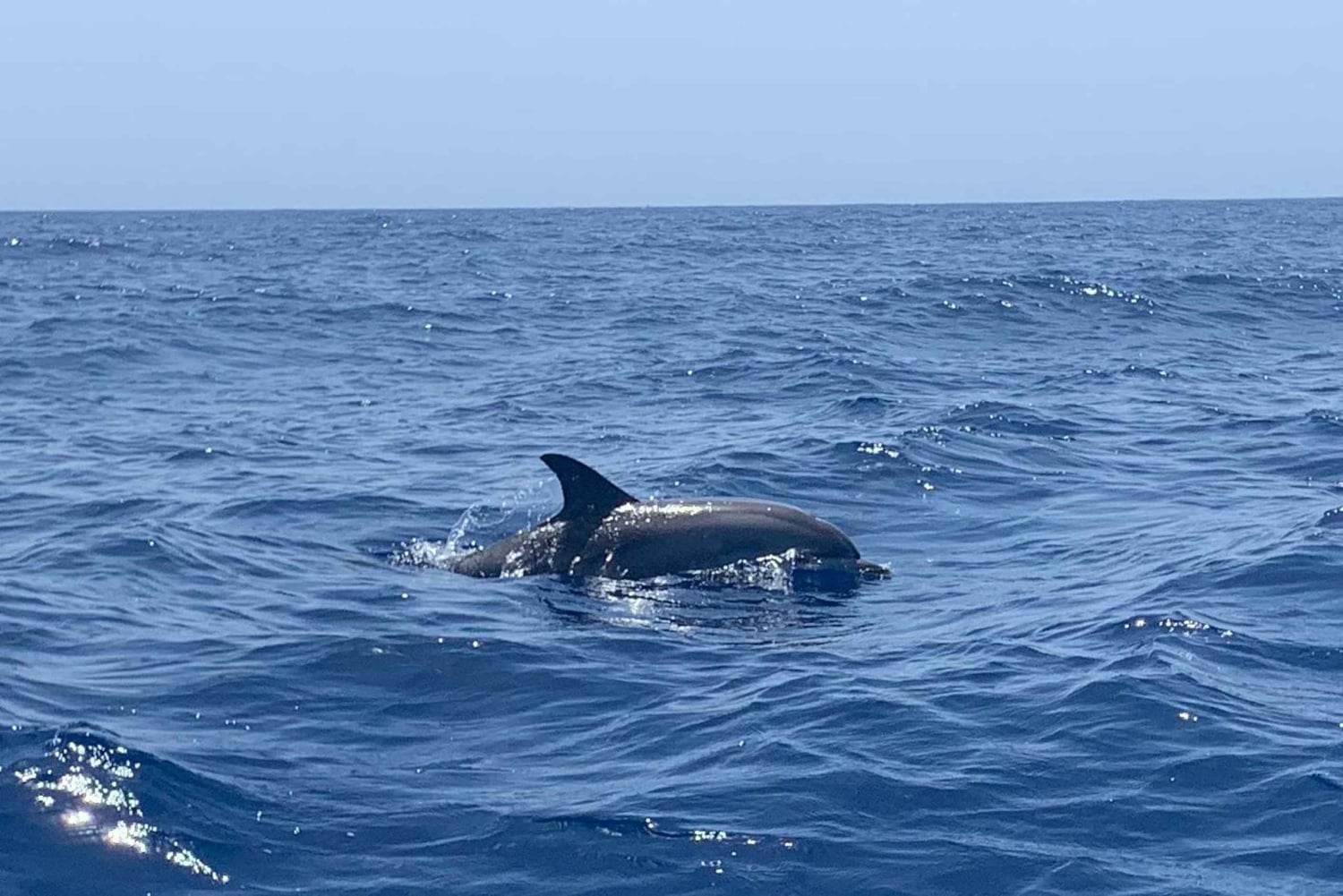 Södra Teneriffa: privat tur för att se valar och delfiner