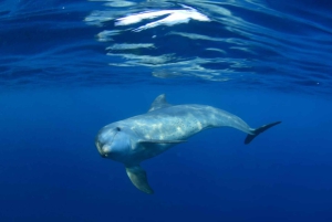 Södra Teneriffa: privat tur för att se valar och delfiner