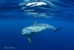 Södra Teneriffa: privat tur för att se valar och delfiner