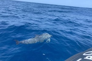 Södra Teneriffa: privat tur för att se valar och delfiner