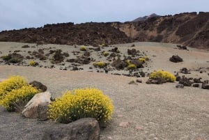 Teide Small groups, private tours.