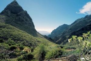  Teide and Teno National Park Full-Day Tour