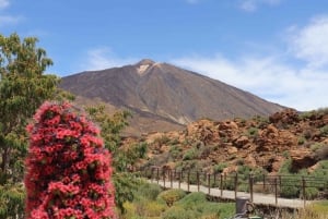 Teide National Park and Vilaflor ; local wine tasting