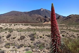 Teide National Park and Vilaflor ; local wine tasting