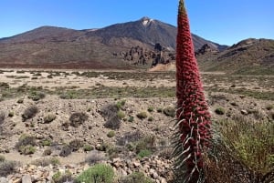 Parque Nacional del Teide y Vilaflor