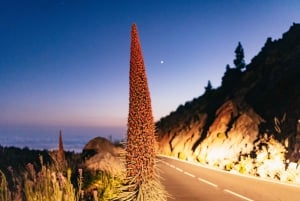 Teide Night Experience with Dinner and Stargazing