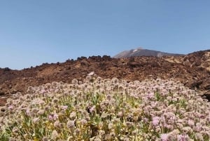 Teide & Secret Volcanoes – Tour Tenerife with a German Guide (8h)