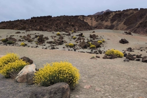 Teide Small groups, private tours.