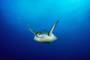 Tenerife: 2 Dives for Certified Divers in Los Cristianos