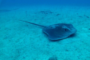 Tenerife: 2 Diving Sessions for Certified Divers