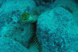 Tenerife: 2 Diving Sessions for Certified Divers