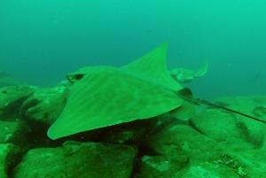 Tenerife: 2 Diving Sessions for Certified Divers