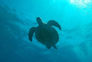 Tenerife: 2 Diving Sessions for Certified Divers