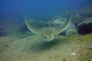 Tenerife: 2 Diving Sessions for Certified Divers