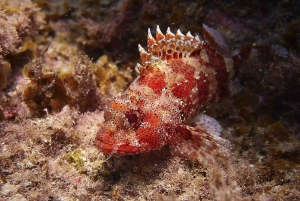 Tenerife: 2 Diving Sessions for Certified Divers