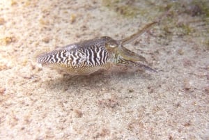 Tenerife: 2 Diving Sessions for Certified Divers