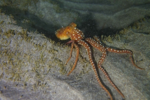 Tenerife: 2 Diving Sessions for Certified Divers