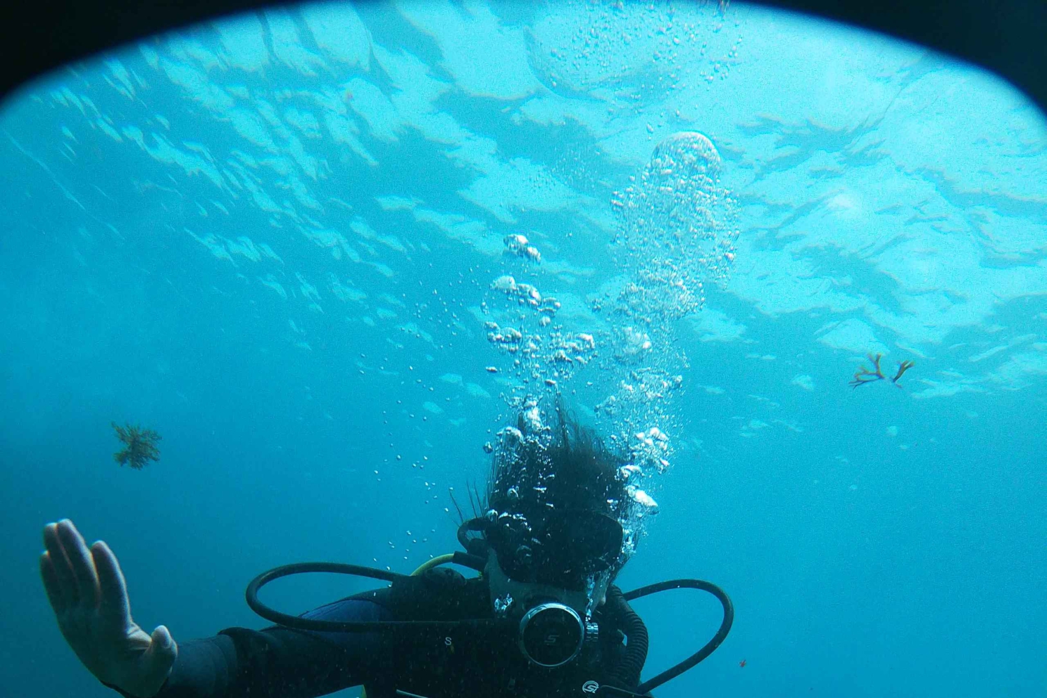 Teneriffa - 2 geführte Tauchgänge für zertifizierte Taucher - Halbtag