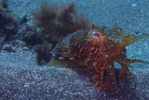 Tenerife - 2 Guided Dives for Certified Divers - Half Day