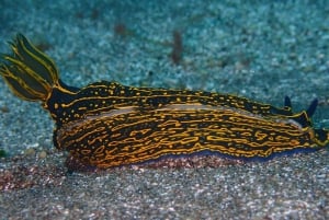 Tenerife - 2 Guided Dives for Certified Divers - Half Day