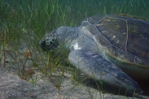 Tenerife - 2 Guided Dives for Certified Divers - Half Day