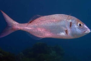 Tenerife - 2 Guided Dives for Certified Divers - Half Day