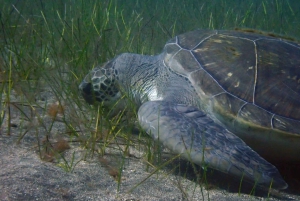 Teneriffa - 2 geführte Tauchgänge für zertifizierte Taucher - Halbtag