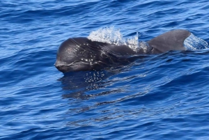 Tenerife: Luxury Private Whale & Dolphin Watching Tour