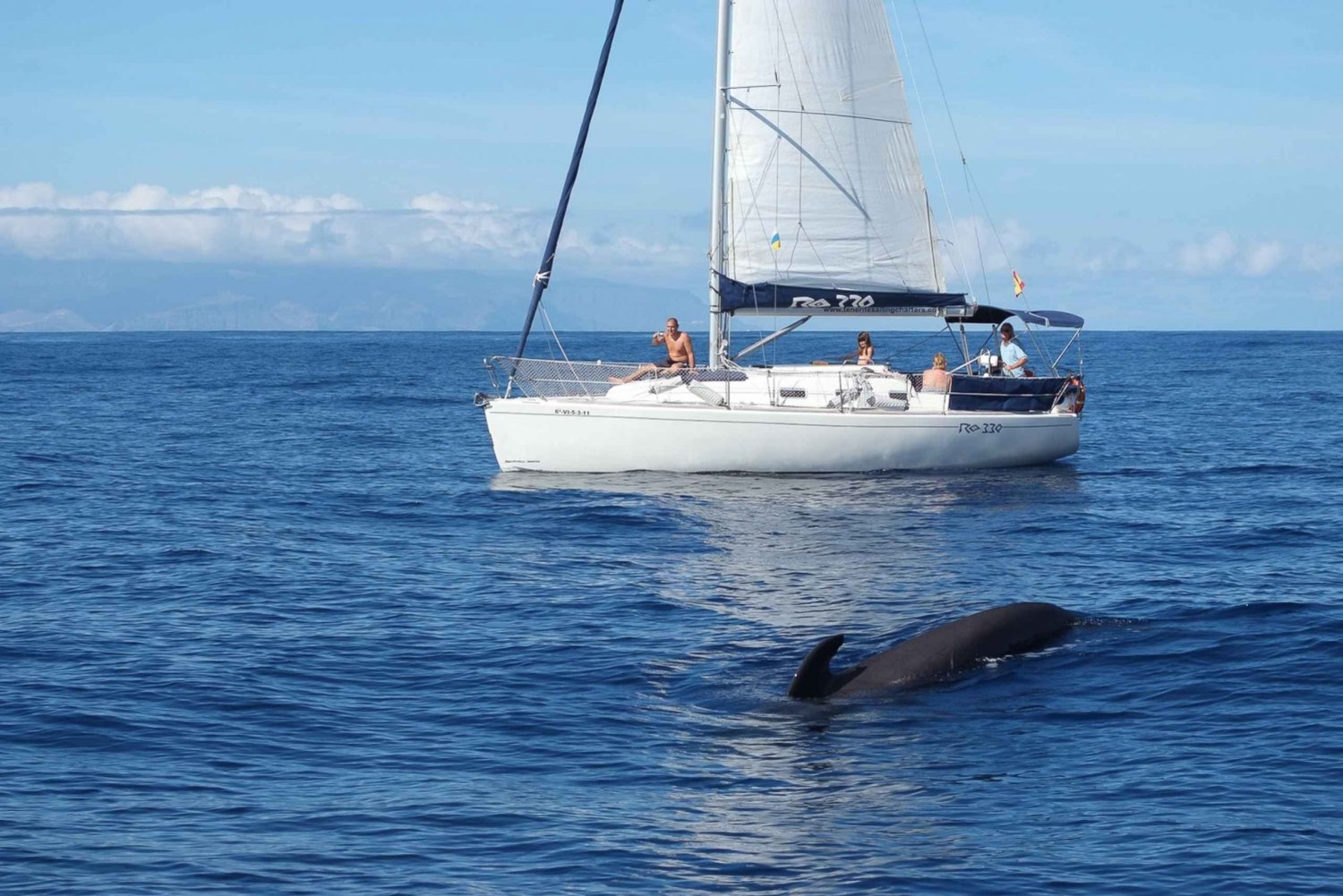 Tenerife: 3 &-6 uur privé walvissen en dolfijnen spotten