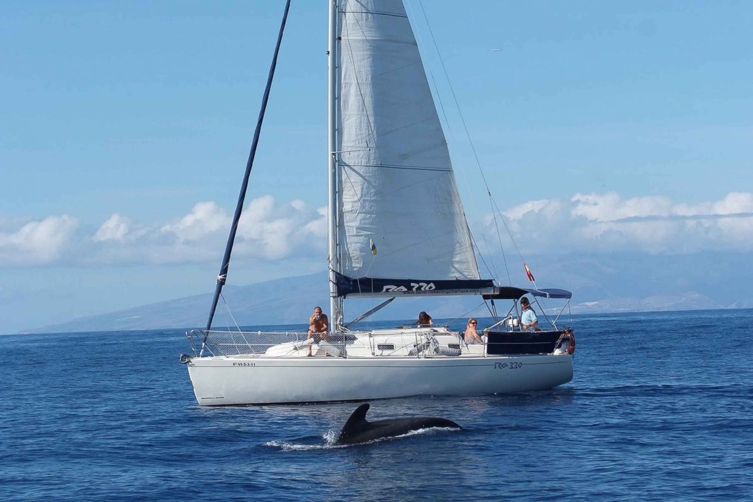 Tenerife: 3 &-6 Hour Private Whale & Dolphin Watching