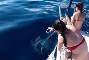 Tenerife: 3 &-6 Hour Private Whale & Dolphin Watching
