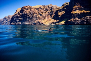 Tenerife 3-Hour Catamaran Whale Watching Experience