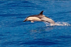 Tenerife: Sailboat Tour with Food and Snorkeling