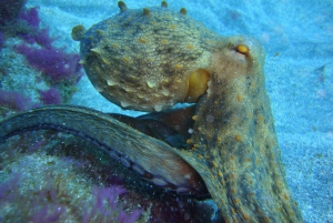 PADI Open Water Diving Course Tenerife