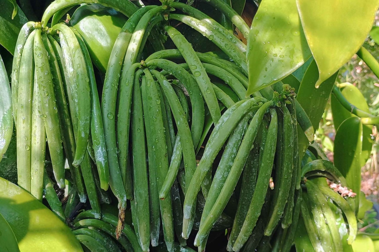 Tenerife: un tour por un bosque comestible y un cultivo de vainilla