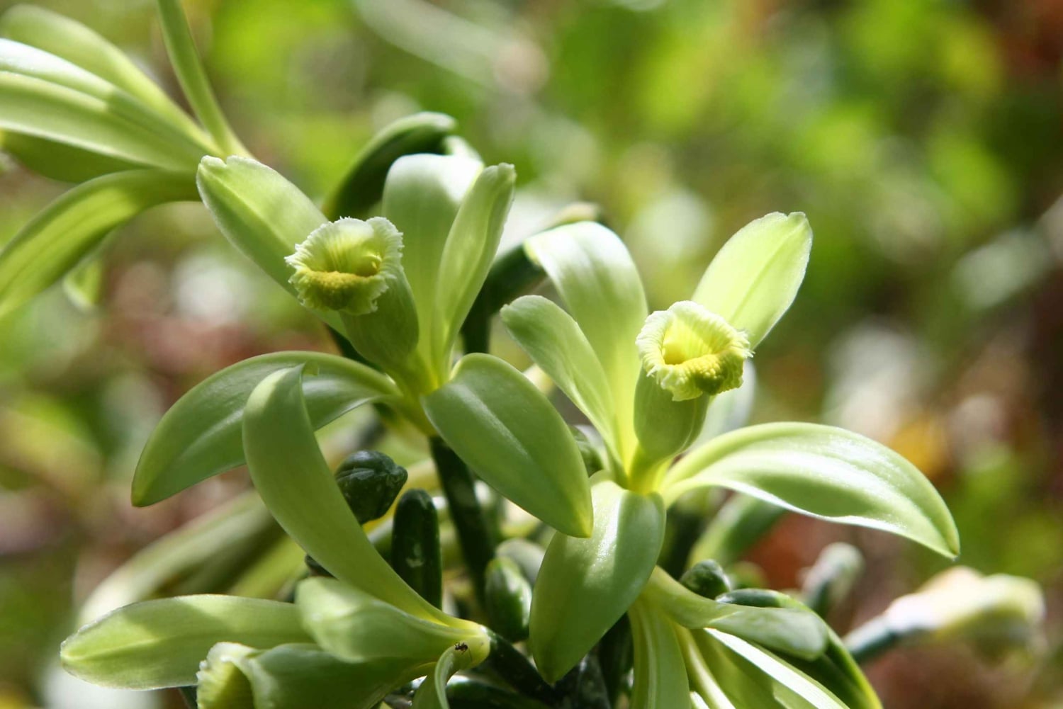 Tenerife: un tour por un bosque comestible y un cultivo de vainilla