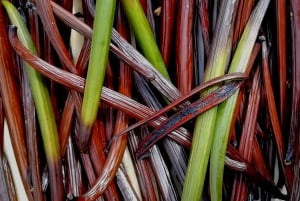 Tenerife: un tour por un bosque comestible y un cultivo de vainilla