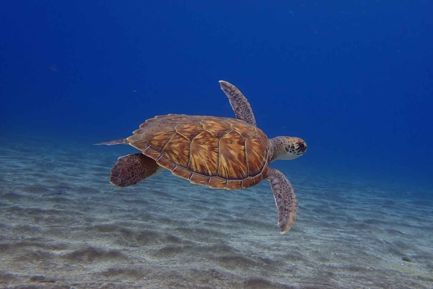 テネリフェ島：アバデスビーチ初心者向けダイビング体験