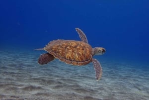 テネリフェ島：アバデスビーチ初心者向けダイビング体験