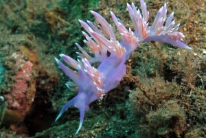 テネリフェ島：アバデスビーチ初心者向けダイビング体験